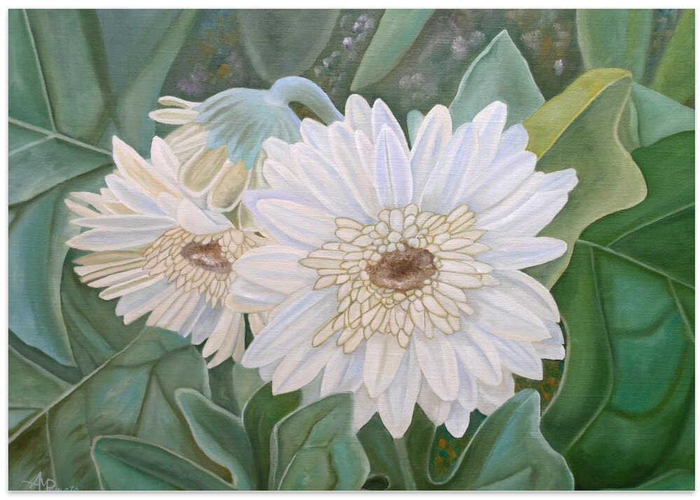 White Gerbera
