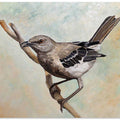 Sharp Eyed Mockingbird
