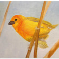Saffron Finch