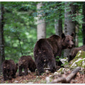 bear family