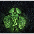 Fluorescent Mantis shrimp