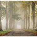 Beech trees in autumn fog