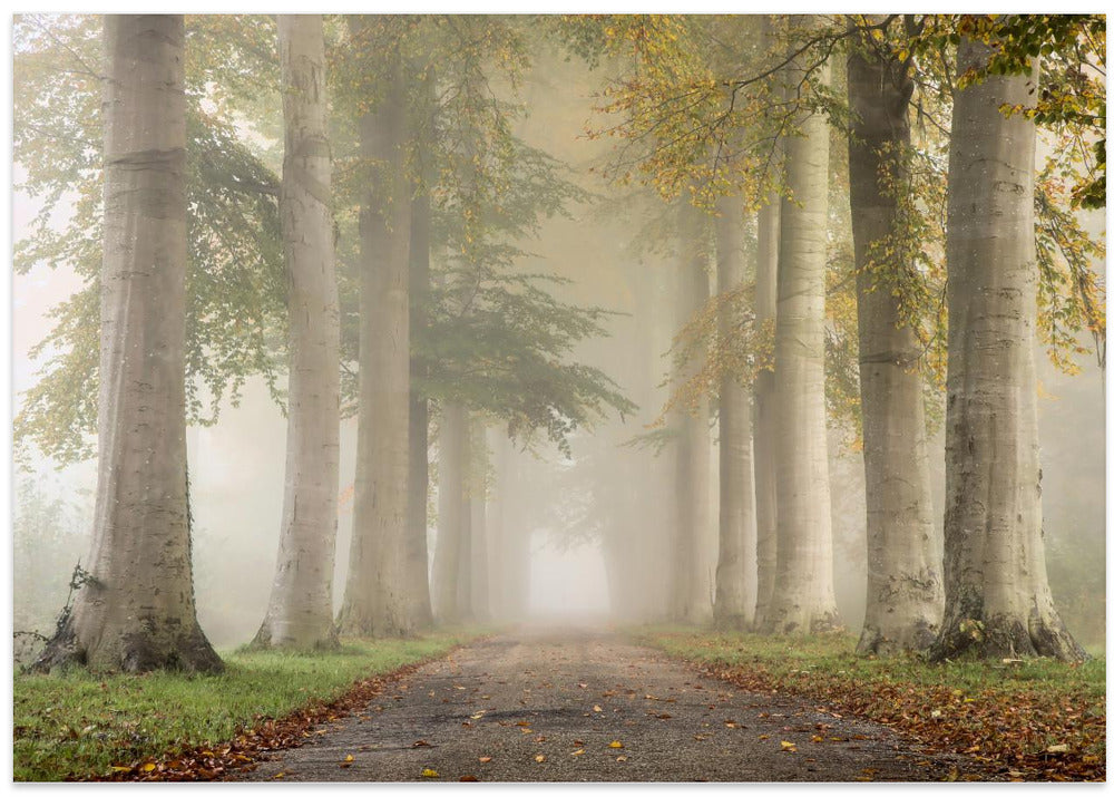 Beech trees in autumn fog