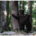 playing bear cubs 1