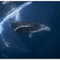 Humpback whale in active group