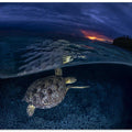 Green turtle at sunset