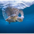 Swimming Green Turtle