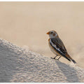 Little bird in the sand dunes.