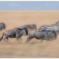 Racing in the savannah...