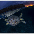 The green turtle and the blue hour