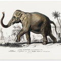Asiatic Elephant