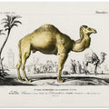 Camel (camelus)