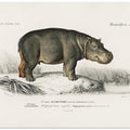 Hippopotamus