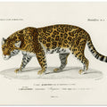 Jaguar (panthera Onca)