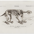 Megatherium