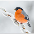 The bullfinch.
