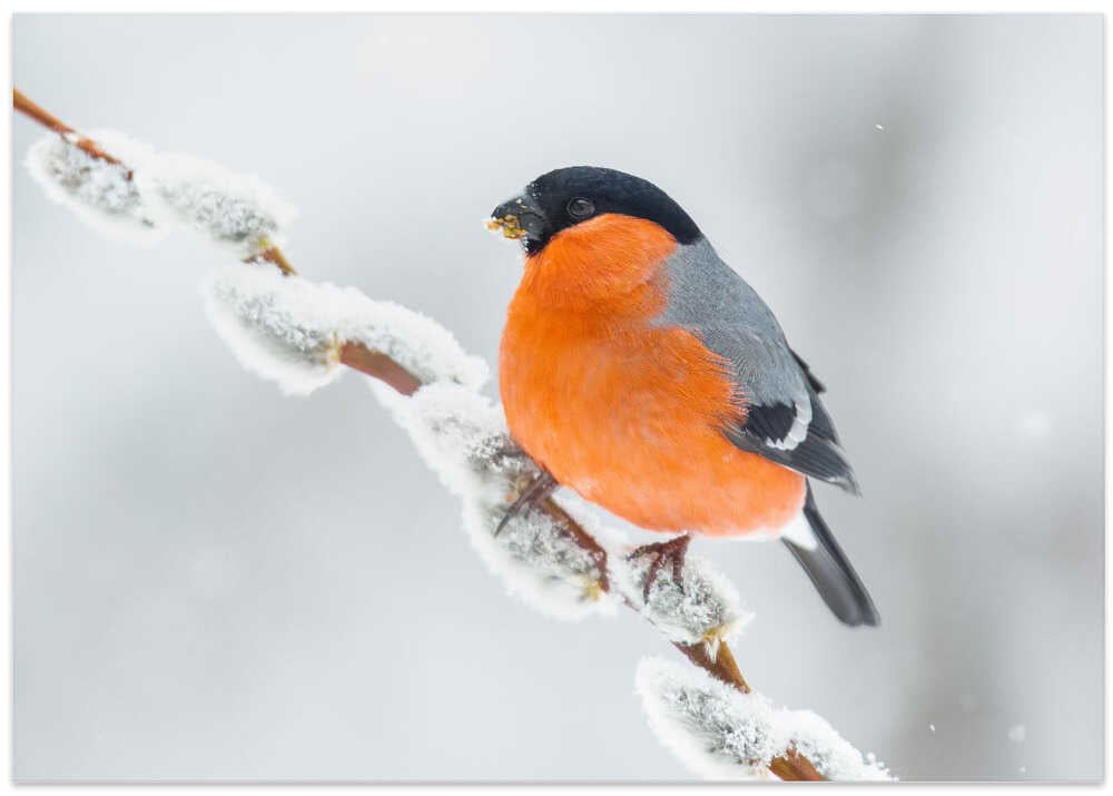 The bullfinch.