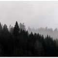 Foggy Woods 7
