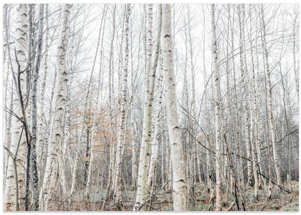 Birch Trees 9