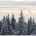 Snow Covered Trees 8