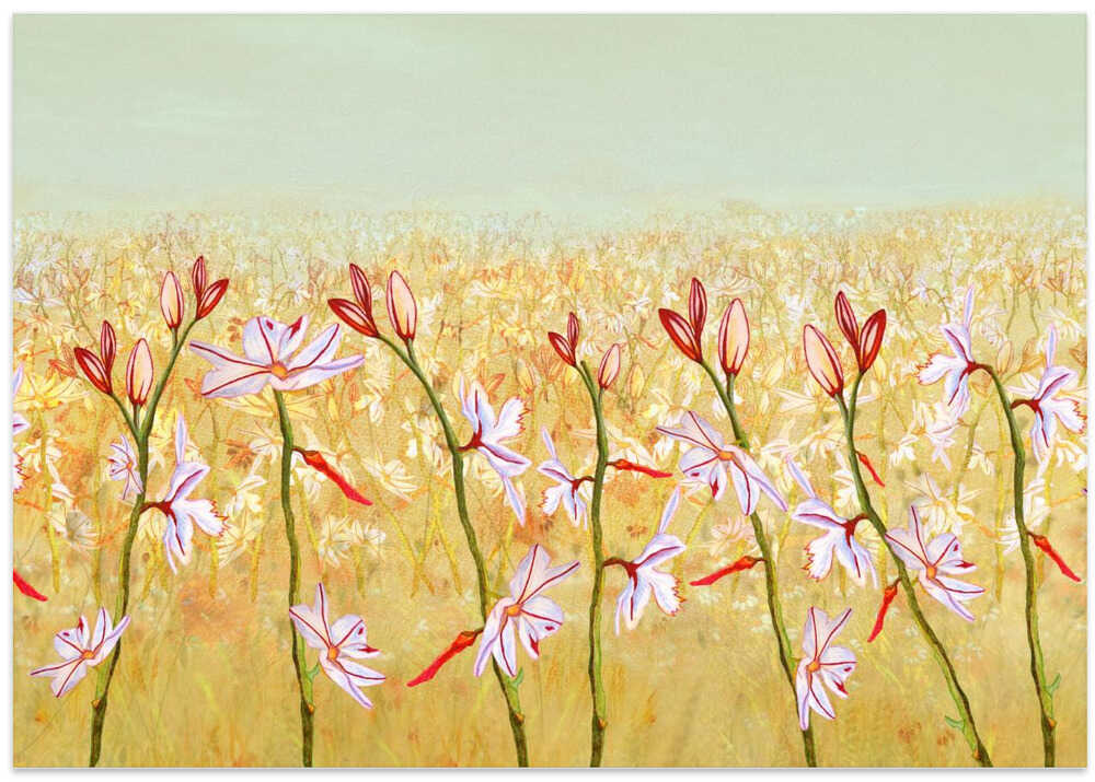 Field of Lilies