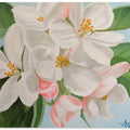 Apple Blossom