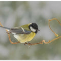 Great tit in a snow world.