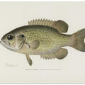 Rock Bass (ambloplites Rupestris) By Sherman F. Denton (1856 1937)