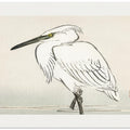 Snowy Egret