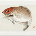 Tai (red Seabream) Fish