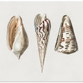 Three Mollusks Crop