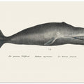 Whale Ii Antique Handcolored Sealife Lithograph 1824