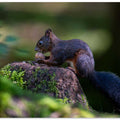 Squirrel with nut