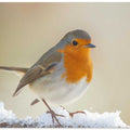 Robin in winter.