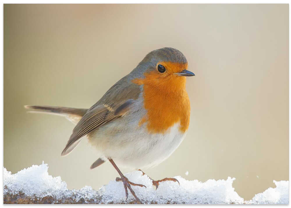 Robin in winter.