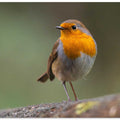 little robin 3