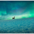 Deer and northern lights
