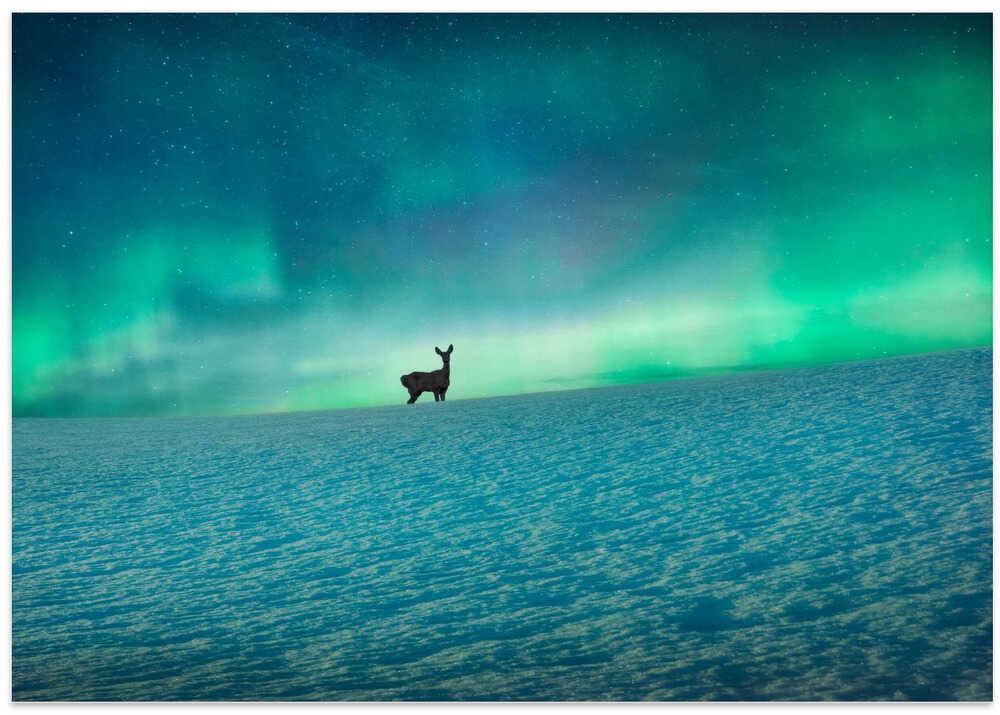 Deer and northern lights