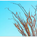 Ocotillo In the Fall