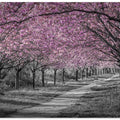 Charming cherry blossom alley in pink
