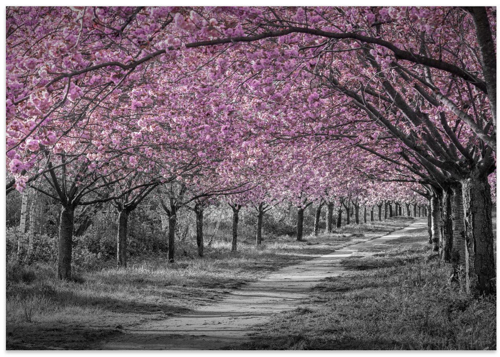 Charming cherry blossom alley in pink