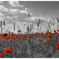 Field of poppies in colorkey