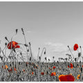 Lovely Poppy Field | panoramic view