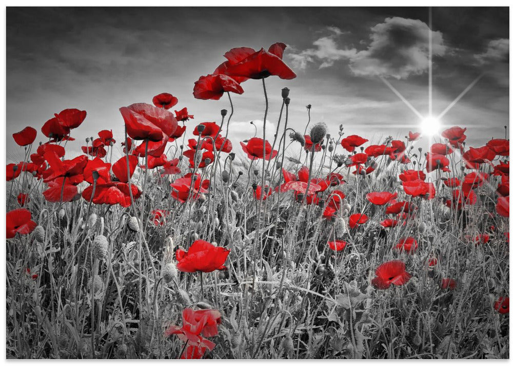 Idyllic Field of Poppies with Sun