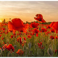 Setting sun in field of poppies | Panoramic
