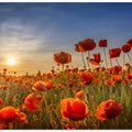 Poppies in the sunset