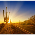 SAGUARO NATIONAL PARK Setting Sun