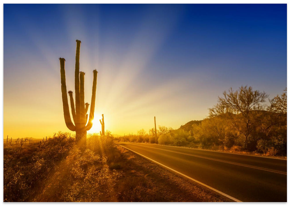 SAGUARO NATIONAL PARK Setting Sun