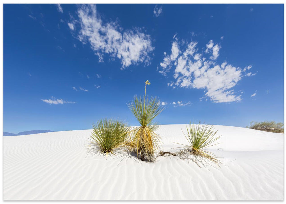 White Sands Impression
