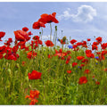 Field of Poppies | panoramic view